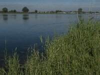 NL, Noord-Brabant, Oss, Osse Ham 2, Saxifraga-Jan van der Straaten