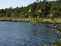 NL, Noord-Brabant, Reusel-De Mierden, De Flaes 10, Saxifraga-Jan van der Straaten