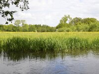 NL, Noord-Brabant, Sint-Michielsgestel, Dommel in Landgoed Zegenwerp 3, Saxifraga-Tom Heijnen