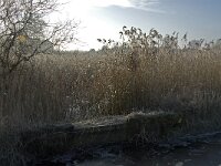 NL, Noord-Brabant, Someren, Beuven-Zuid 1, Saxifraga-Jan van der Straaten