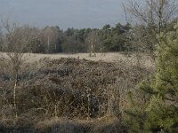 NL, Noord-Brabant, Someren, Strabrechtsche Heide 1, Saxifraga-Jan van der Straaten