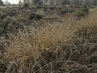 NL, Noord-Brabant, Someren, Strabrechtsche Heide 10, Saxifraga-Jan van der Straaten