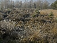 NL, Noord-Brabant, Someren, Strabrechtsche Heide 14, Saxifraga-Jan van der Straaten