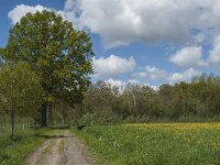 NL, Noord-Brabant, Tilburg, Aschotse Steeg 1, Saxifraga-Marijke Verhagen