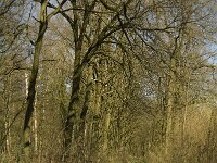 NL, Noord-Brabant, Tilburg, De Brand 1, Saxifraga-Jan van der Straaten