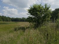 NL, Noord-Brabant, Tilburg, Nieuwe Tiend 14, Saxifraga-Jan van der Straaten