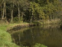 NL, Noord-Brabant, Valkenswaard, Borkel, Dommel 4, Saxifraga-Marijke Verhagen