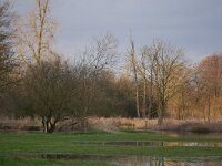 NL, Noord-Brabant, Valkenswaard, De Elshouters 13, Saxifraga-Tom Heijnen