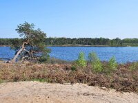 NL, Noord-Brabant, Valkenswaard, De Malpie 10, Saxifraga-Tom Heijnen