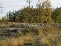 NL, Noord-Brabant, Valkenswaard, De Plateaux 10, Saxifraga-Jan van der Straaten