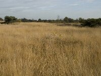 NL, Noord-Brabant, Valkenswaard, De Plateaux 6, Saxifraga-Jan van der Straaten