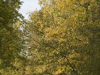 NL, Noord-Brabant, Valkenswaard, De Plateaux, Dommel 3, Saxifraga-Jan van der Straaten