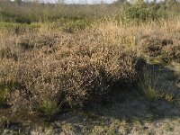 NL, Noord-Brabant, Valkenswaard, Malpiebergsche Heide 7, Saxifraga-Jan van der Straaten
