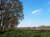 NL, Noord-Brabant, Valkenswaard, Patersgronden 7, Saxifraga-Tom Heijnen