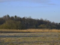 NL, Noord-Brabant, Valkenswaard, near Greveschutven in Landgoed Valkenhorst 4, Saxifraga-Tom Heijnen