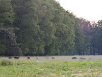 NL, Noord-Brabant, Waalre, Achtereinds Laag 3, Saxifraga-Tom Heijnen