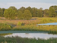 NL, Noord-Brabant, Waalre, Achtereinds Laag 6, Saxifraga-Tom Heijnen