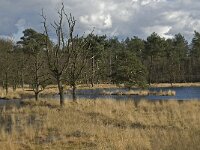 NL, Noord-Brabant, Woensdrecht, de Zoom, Bronven 2, Saxifraga-Jan van der Straaten