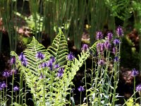 NL, Noord-Holland, Amstelveen, Heempark de Braak 4, Saxifraga-Foto Fitis-Sytske Dijksen