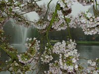 NL, Noord-Holland, Amsterdam, Floriadepark 2, Saxifraga-Foto Fitis-Sytske Dijksen
