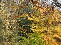 NL, Noord-Holland, Amsterdam, Park Frankendael 3, Saxifraga-Foto Fitis-Sytske Dijksen