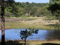 NL, Noord-Holland, Bergen, Schoorlse Duinen 11, Saxifraga-Foto Fitis-Sytske Dijksen