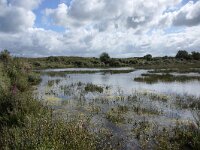 NL, Noord-Holland, Bergen, Wimmenummerduinen 4, Saxifraga-Foto Fitis-Sytske Dijksen