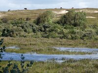 NL, Noord-Holland, Bergen, Wimmenummerduinen 7, Saxifraga-Foto Fitis-Sytske Dijksen