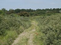 NL, Noord-Holland, Castricum, Noordhollands duinreservaat 8, Saxifraga-Willem van Kruijsbergen
