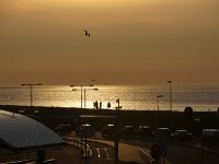 NL, Noord-Holland, Den Helder, Veerhaven 1, Saxifraga-Foto Fitis-Sytske Dijksen