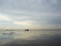 NL, Noord-Holland, Hollands Kroon, Balgzand 2, Saxifraga-Foto Fitis-Sytske Dijksen