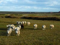 NL, Noord-Holland, Schagen, Zijpe, De Petten 1, Saxifraga-Piet Munsterman