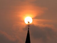 NL, Noord-Holland, Sahara sand, Texel 114, Saxifraga-Foto Fitis-Sytske Dijksen