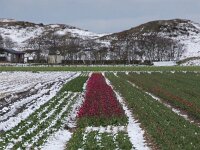 NL, Noord-Holland, Snow, Texel 111, Saxifraga-Foto Fitis-Sytske Dijksen