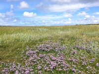 NL, Noord-Holland, Texel 15, Saxifraga-Bart Vastenhouw