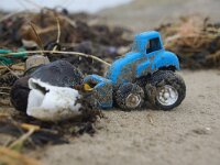 NL, Noord-Holland, Texel 59, Saxifraga-Foto Fitis-Sytske Dijksen