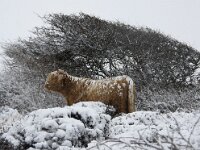 NL, Noord-Holland, Texel 85, Saxifraga-Foto Fitis-Sytske Dijksen