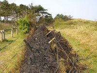 NL, Noord-Holland, Texel, Bleekersvallei 2, Saxifraga-Foto Fitis-Sytske Dijksen