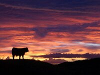 NL, Noord-Holland, Texel, Bollekamer 41, Saxifraga-Foto Fitis-Sytske Dijksen