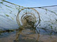 NL, Noord-Holland, Texel, De Bol 1, Saxifraga-Foto Fitis-Sytske Dijksen
