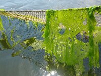 NL, Noord-Holland, Texel, De Bol 3, Saxifraga-Foto Fitis-Sytske Dijksen