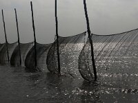 NL, Noord-Holland, Texel, De Bol 4, Saxifraga-Foto Fitis-Sytske Dijksen