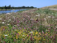 NL, Noord-Holland, Texel, De Bol 7, Saxifraga-Foto Fitis-Sytske Dijksen