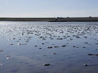 NL, Noord-Holland, Texel, De Bol 9, Saxifraga-Foto Fitis-Sytske Dijksen