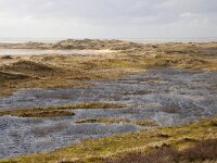 NL, Noord-Holland, Texel, De Hors 112, Saxifraga-Foto Fitis-Sytske Dijksen