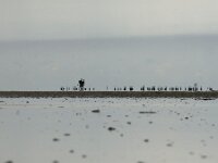 NL, Noord-Holland, Texel, De Hors 129, Saxifraga-Foto Fitis-Sytske Dijksen