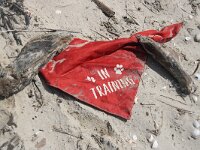 NL, Noord-Holland, Texel, De Hors 145, Saxifraga-Foto Fitis-Sytske Dijksen