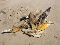 NL, Noord-Holland, Texel, De Hors 146, Saxifraga-Foto Fitis-Sytske Dijksen