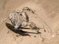 NL, Noord-Holland, Texel, De Hors 150, Saxifraga-Foto Fitis-Sytske Dijksen