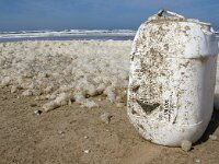 NL, Noord-Holland, Texel, De Hors 153, Saxifraga-Foto Fitis-Sytske Dijksen